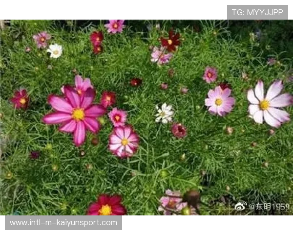 逆境中涅槃重生，绝杀现场精彩回放！，逆境中涅磐重生作文